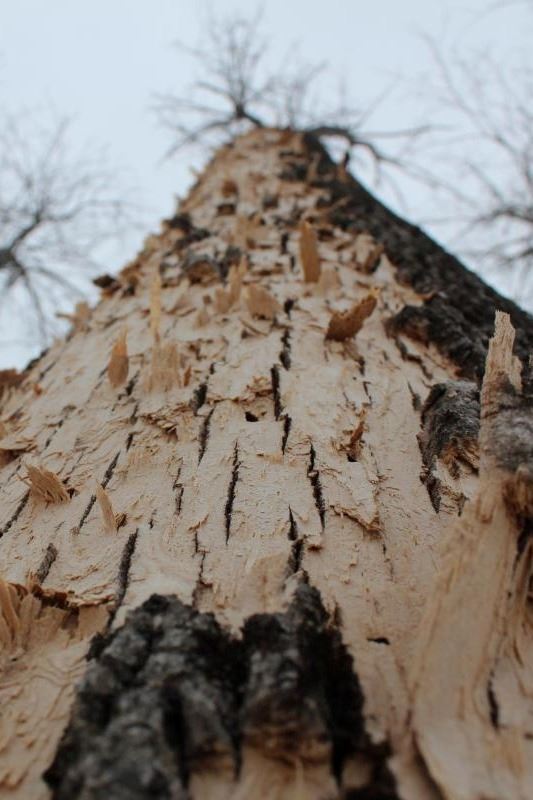 Emerald Ash Borer Tree Damage