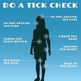 Tick_2
