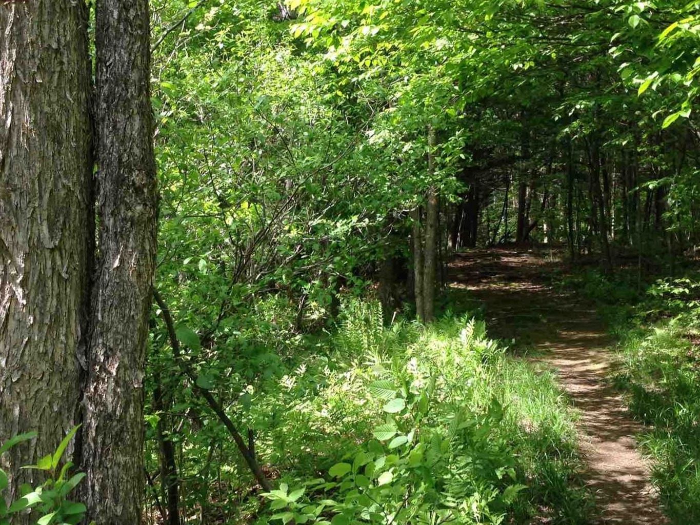 Bombardier Park Trails