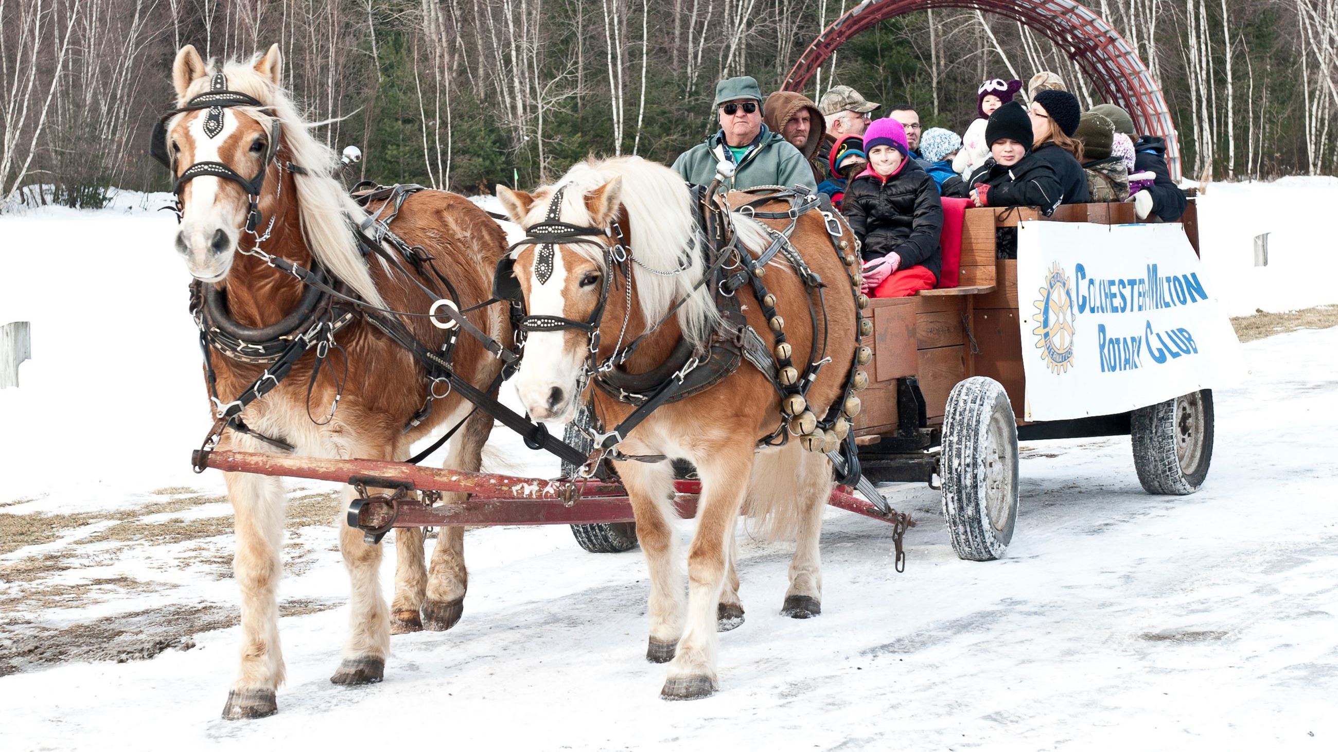Winter Festival Horses