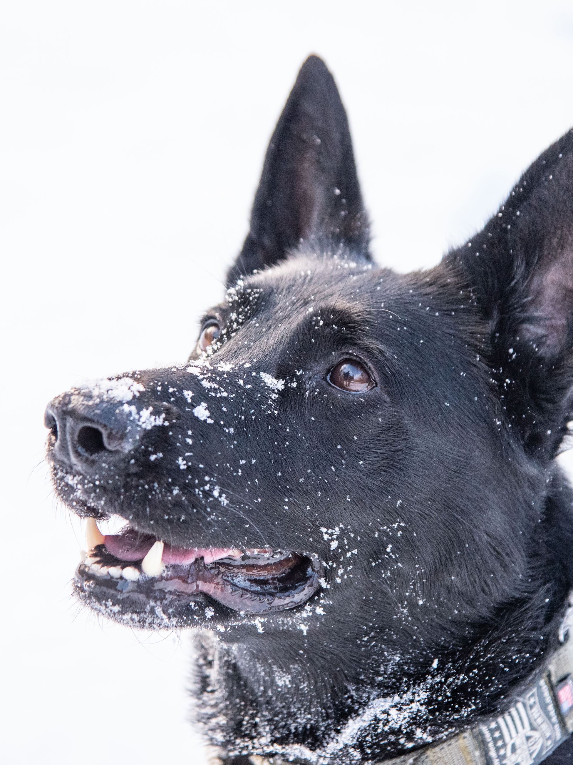 K-9 Biscotti